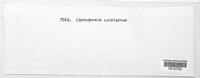Lophodermium culmigenum image